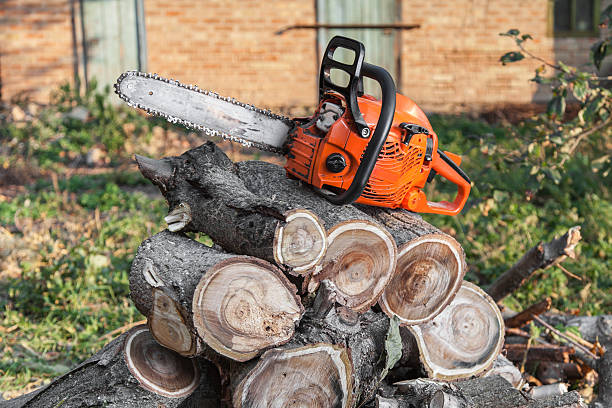 Dead Tree Removal in Auburn, WA